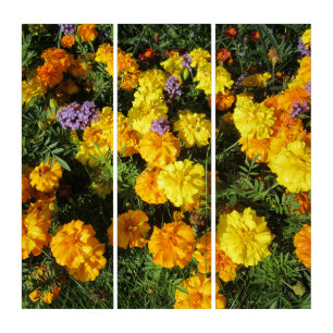 Marigolds Triptych