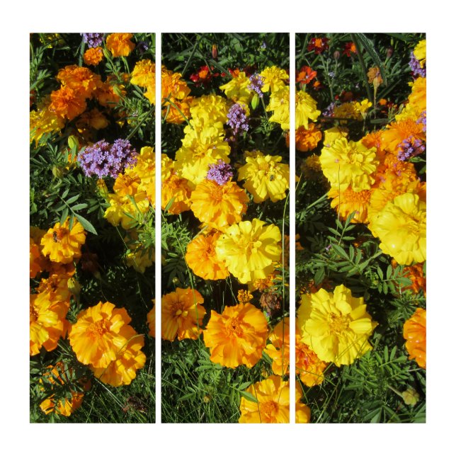 Marigolds Triptych (Front)