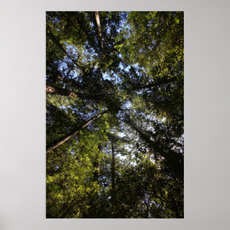 Marin County, California forest Poster