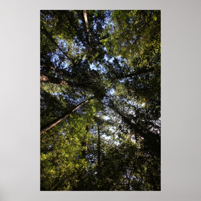 Marin County, California forest Poster (Front)