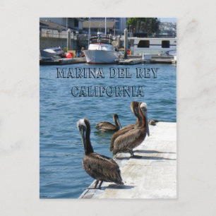 Marina Del Rey Belicans Postcard! Postcard