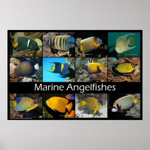 Marine Angelfishes Poster