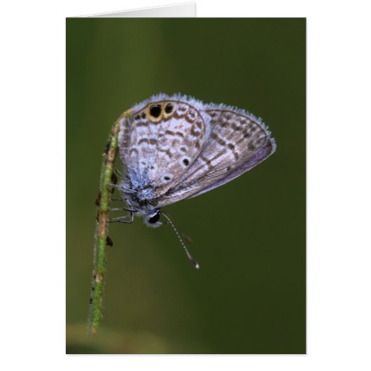 Marine Blue Butterfly Cards (Front)