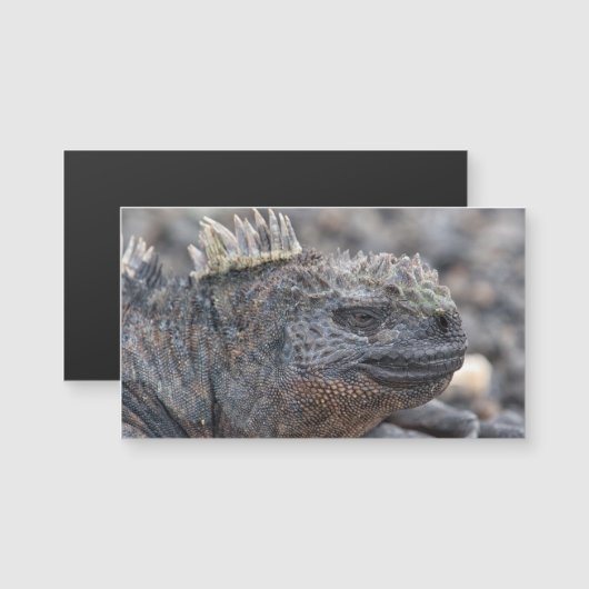 Marine Iguana (Front/Back)