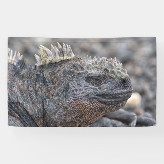 Marine Iguana Banner (Horizontal)