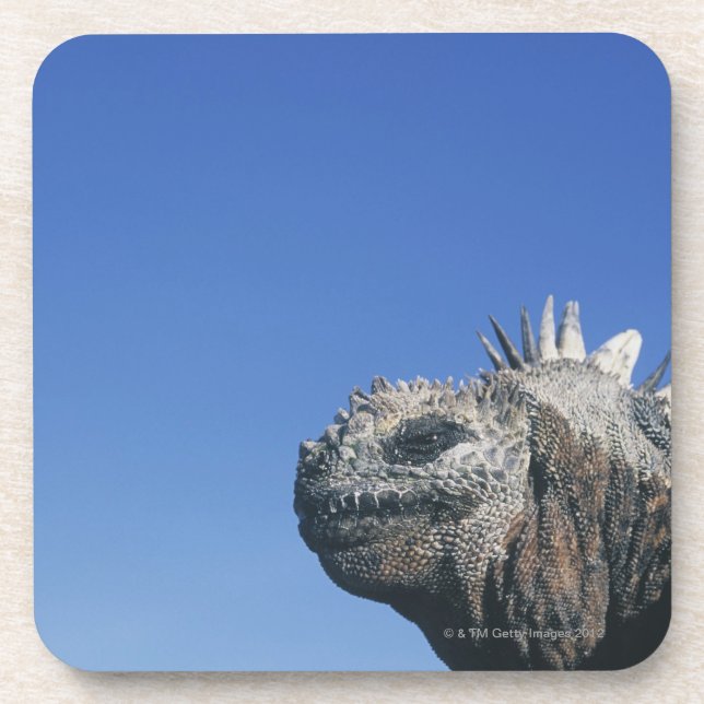 Marine Iguana Beverage Coaster (Front)