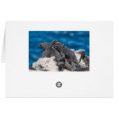 Marine Iguana Cards (Back Horizontal)