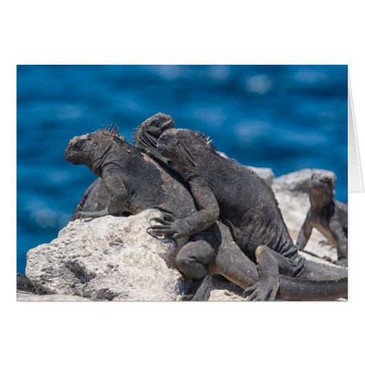 Marine Iguana Cards (Front Horizontal)