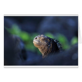 Marine iguana Galapagos Islands (Front Horizontal)