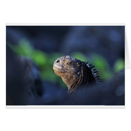Marine iguana Galapagos Islands (Front Horizontal)
