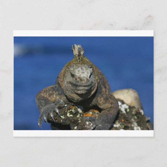 Marine iguana Galapagos Islands Postcard (Front)