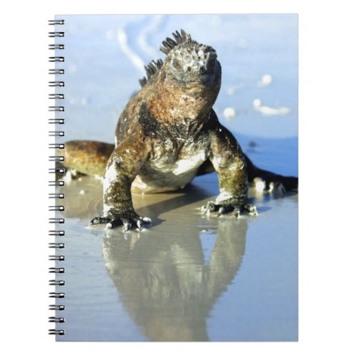 Marine iguana Galapagos Notebook