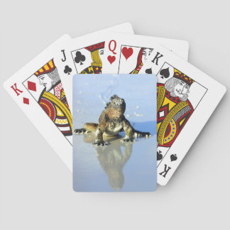 Marine iguana Galapagos Poker Cards