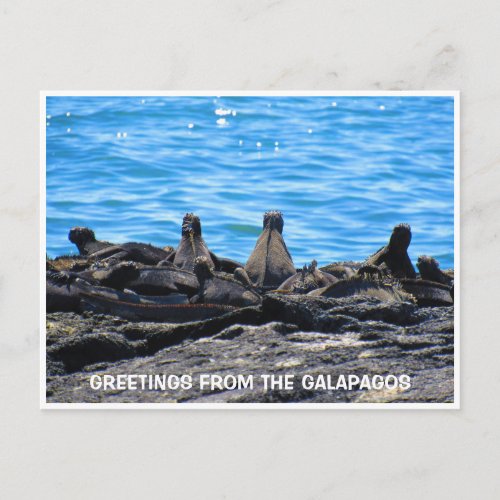 marine iguana greetings postcard