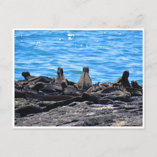 marine iguana looks postcard (Front)