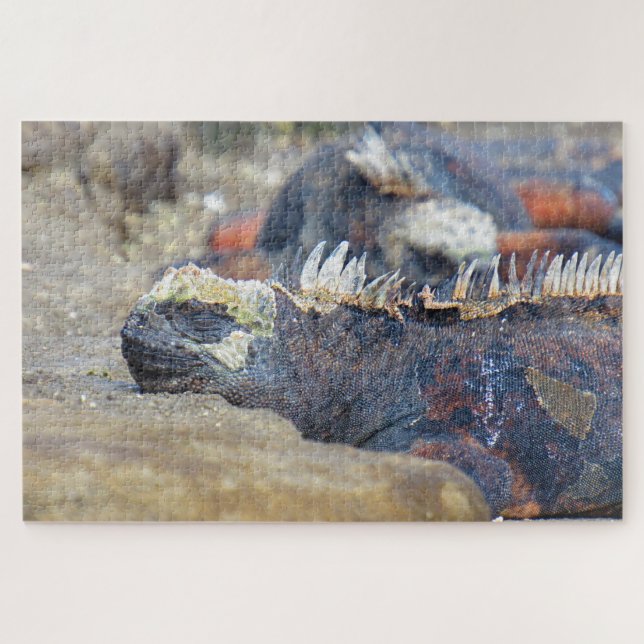 marine iguana sleeps jigsaw puzzle (Horizontal)