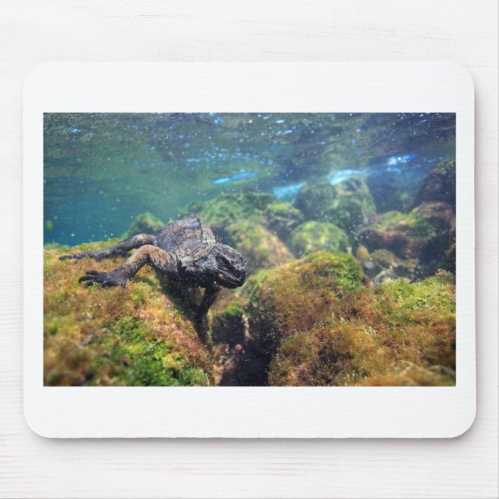Marine iguana underwater Galapagos Islands Mousepad