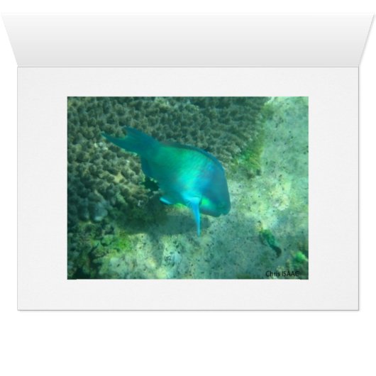 Marine Life (Inside Horizontal (Bottom))