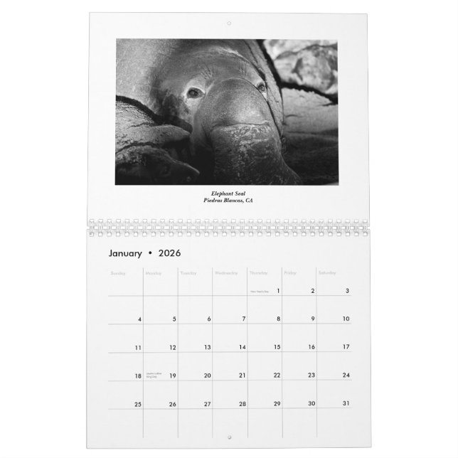 Marine Life 2011 Calendar (Jan 2026)