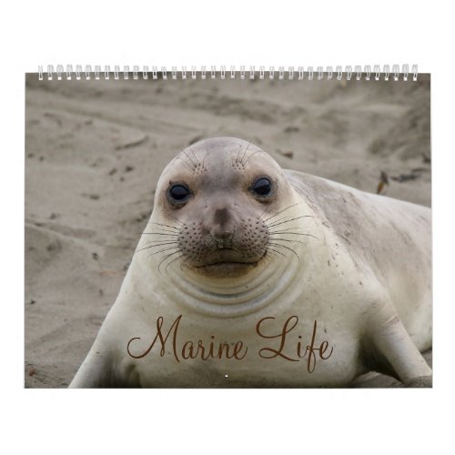 Marine Life Calendar