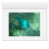 Marine Life Cards (Inside Horizontal (Bottom))
