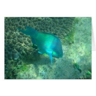 Marine Life Cards