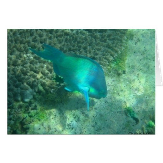 Marine Life Cards (Front Horizontal)