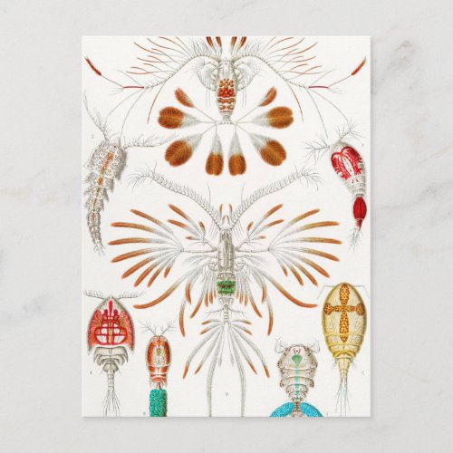 Marine Life Crustaceans Copepoda by Ernst Haeckel Postcard