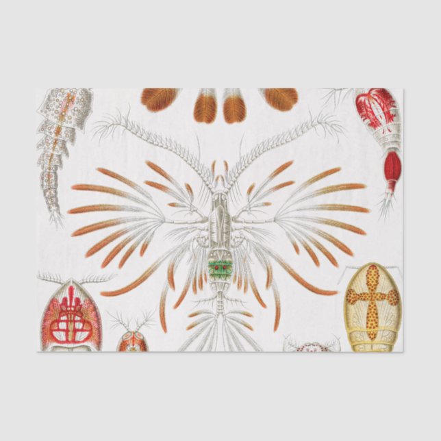 Marine Life Crustaceans, Copepoda by Ernst Haeckel Tissue Paper (Front)