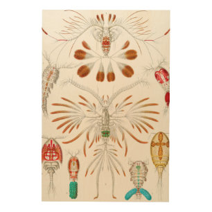 Marine Life Crustaceans, Copepoda by Ernst Haeckel Wood Wall Art