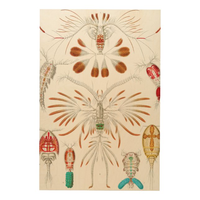 Marine Life Crustaceans, Copepoda by Ernst Haeckel Wood Wall Art (Front)