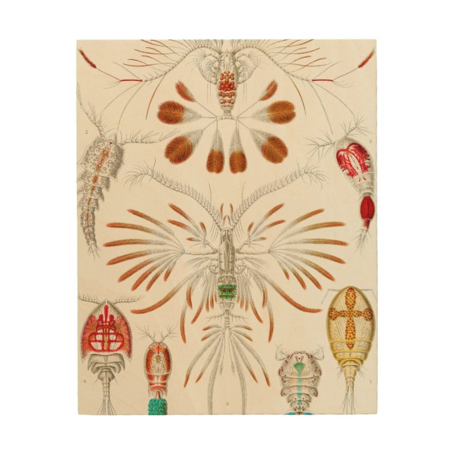 Marine Life Crustaceans, Copepoda by Ernst Haeckel Wood Wall Art (Front)