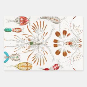 Marine Life Crustaceans, Copepoda by Ernst Haeckel Wrapping Paper Sheets