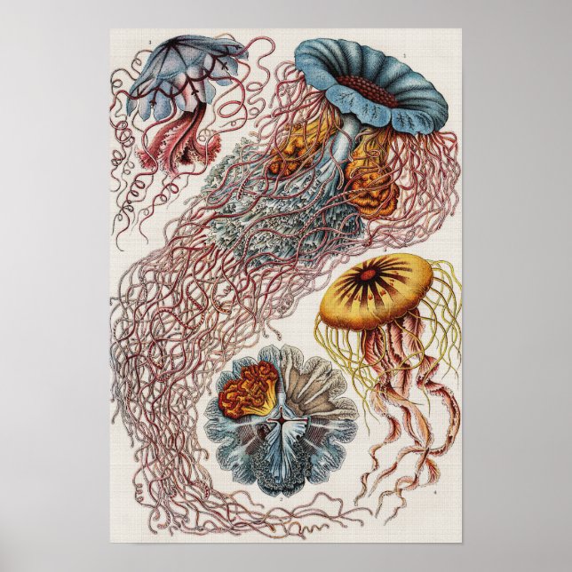 Marine life illustration - Ernst Haeckel Poster (Front)