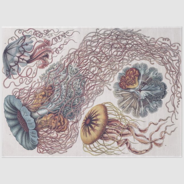 Marine Life Jellyfish - Ernst Haeckel Decoupage Tissue Paper (Front)