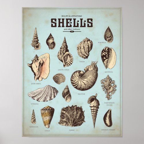 Marine poster with various sea shells