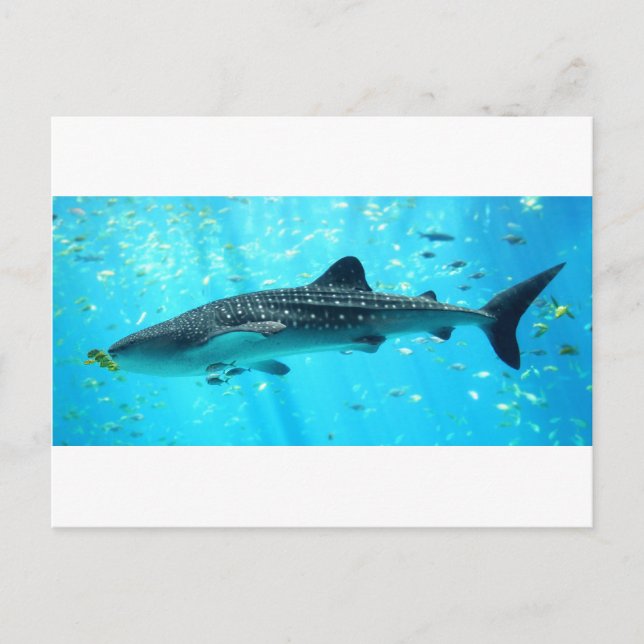 Marine Water Chic Stylish Cool Blue Whale Shark Postcard (Front)