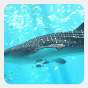 Marine Water Chic Stylish Cool Blue Whale Shark Square Sticker