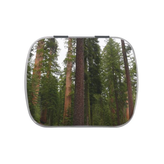 Mariposa Grove in Yosemite National Park Candy Tin (Top)