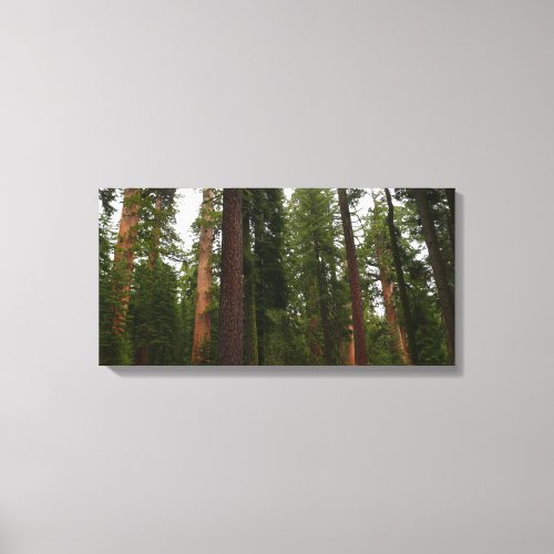 Mariposa Grove in Yosemite National Park Canvas Print