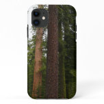 Mariposa Grove in Yosemite National Park iPhone 11 Case