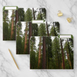 Mariposa Grove in Yosemite National Park File Folder