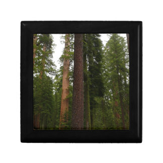 Mariposa Grove in Yosemite National Park Keepsake Box