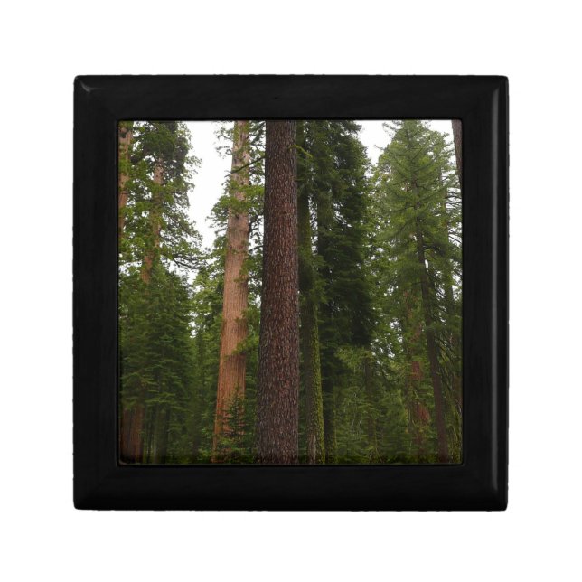 Mariposa Grove in Yosemite National Park Keepsake Box (Front)