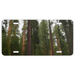 Mariposa Grove in Yosemite National Park License Plate