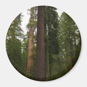 Mariposa Grove in Yosemite National Park Magnet