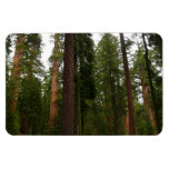 Mariposa Grove in Yosemite National Park Magnet