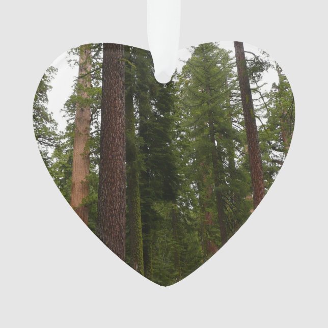 Mariposa Grove in Yosemite National Park Ornament (Front)