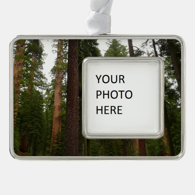 Mariposa Grove in Yosemite National Park Ornament (Front)