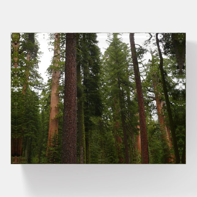 Mariposa Grove in Yosemite National Park Paperweight (Front)